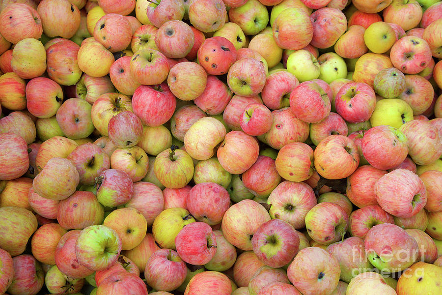 Apple Harvest Photograph by Bruce Block