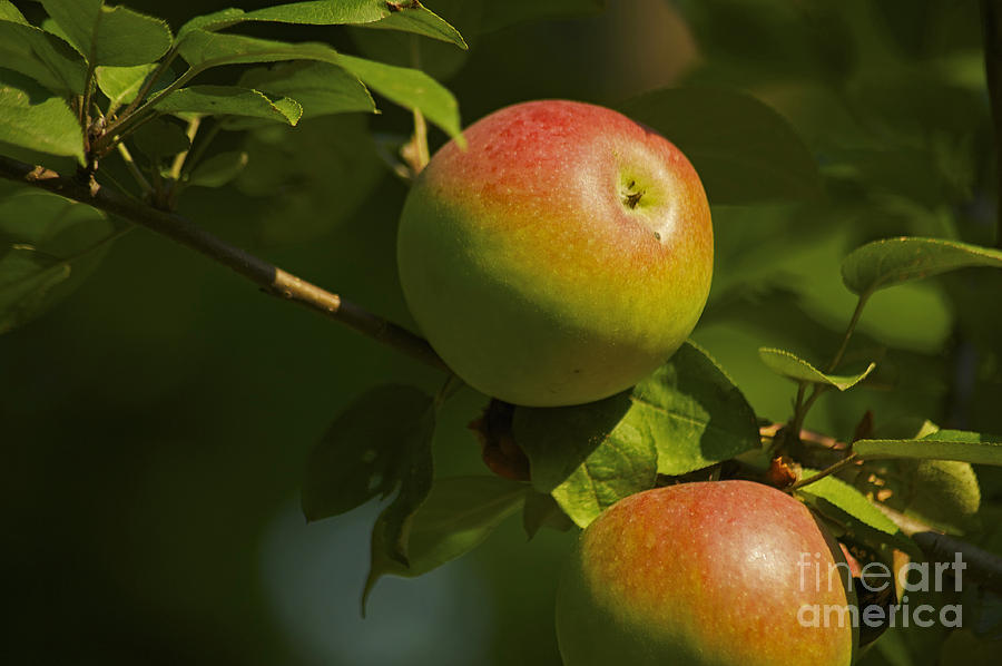 Apple Photograph - Apple Harvest by Elaine Mikkelstrup