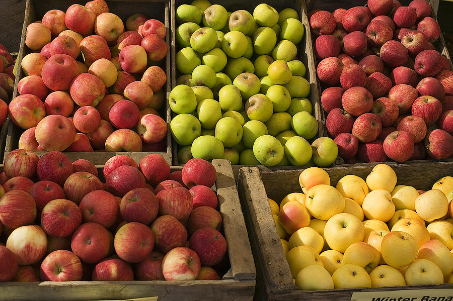 Apple Photograph - Apple Harvest by Garry Gay