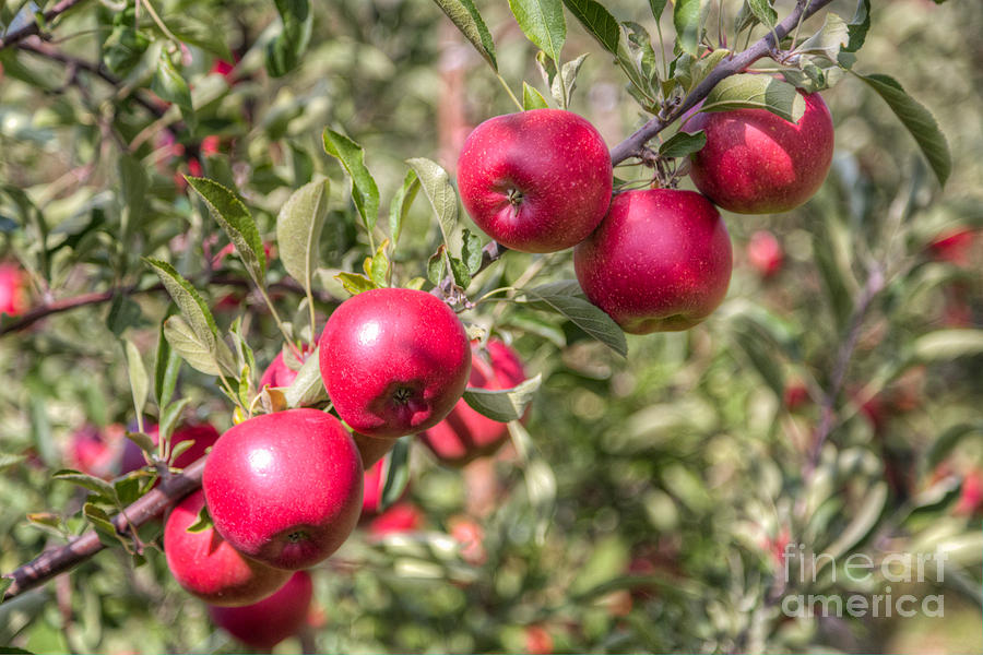 Apple Harvest II Photograph by Michele Steffey