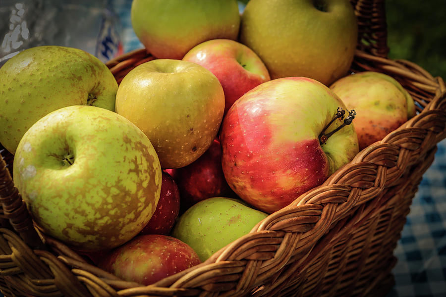 Apple Harvest Photograph by Randall Evans