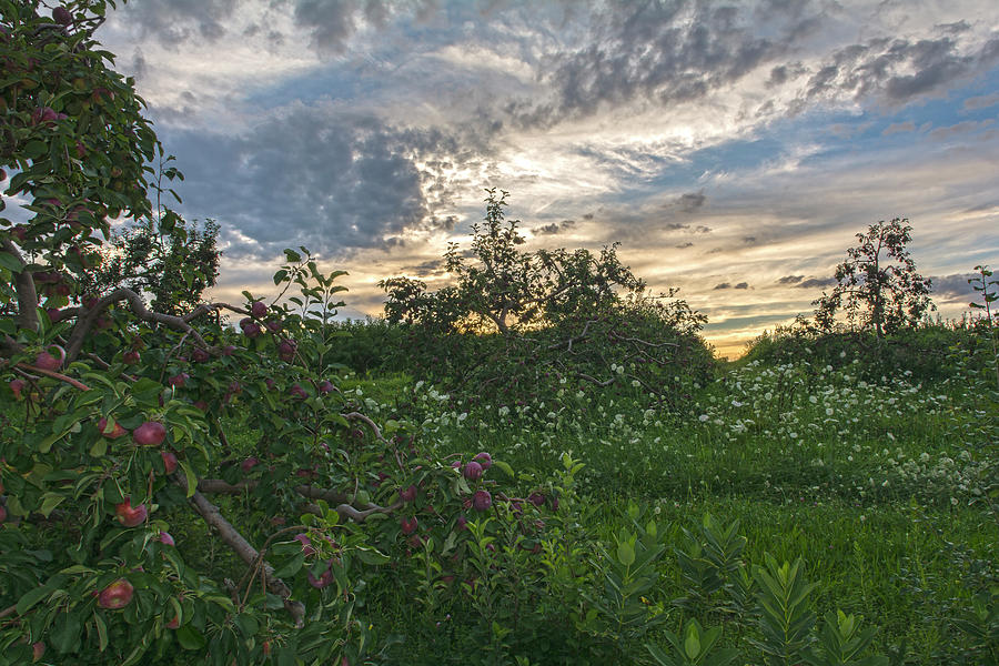 Apple Harvest Skies Photograph by Angelo Marcialis