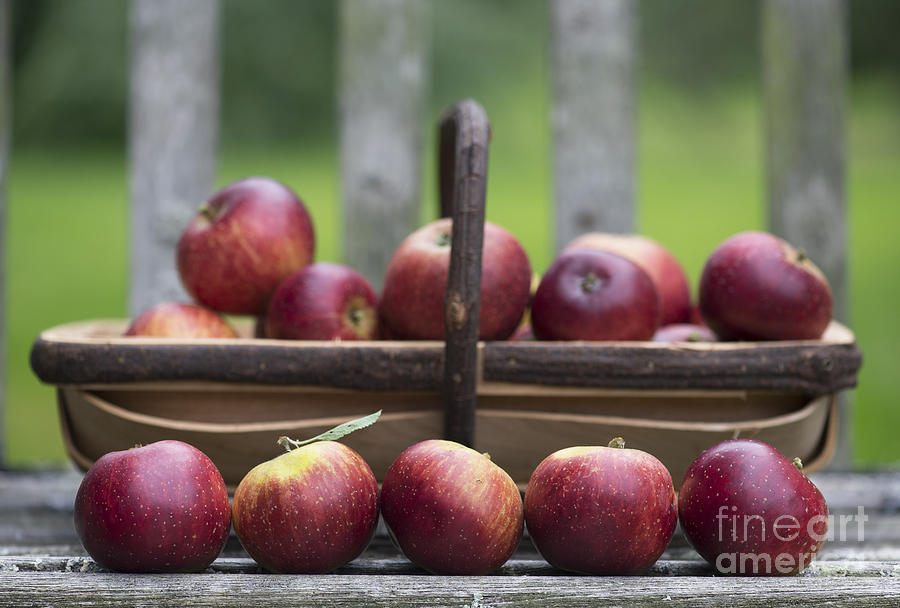 Apple Photograph - Apple Harvest  by Tim Gainey
