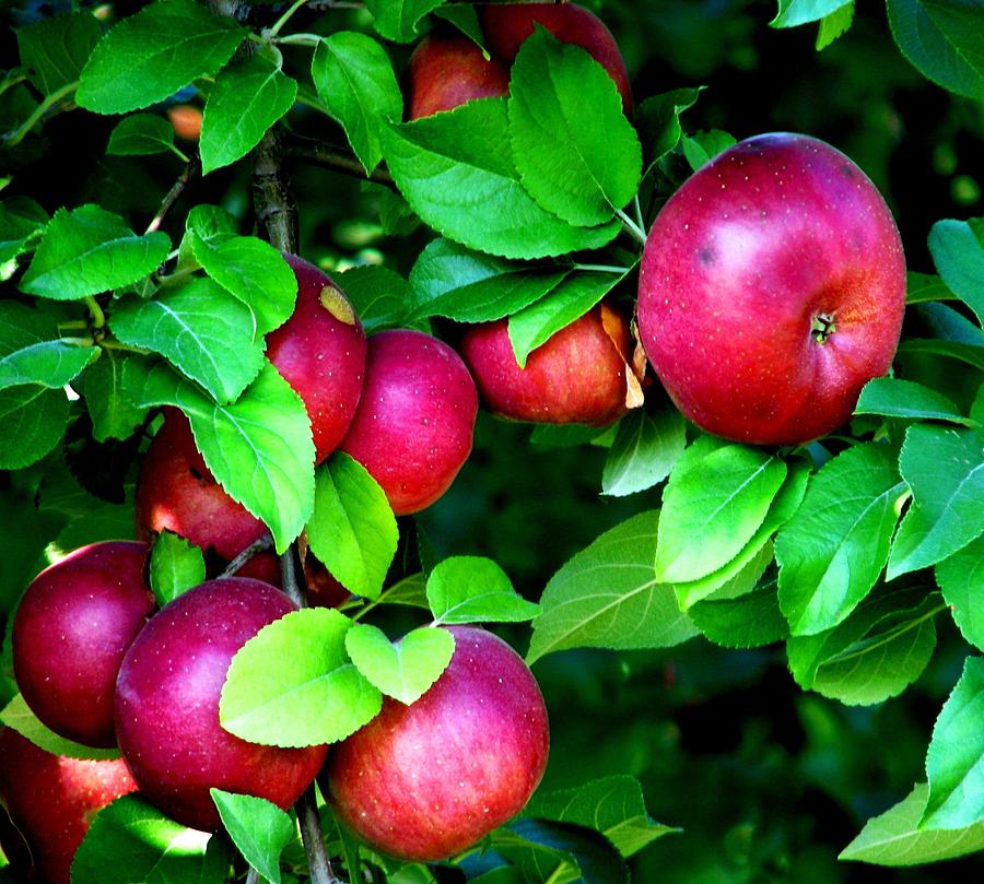Apple Photograph - Apple Harvest Time by Angela Davies