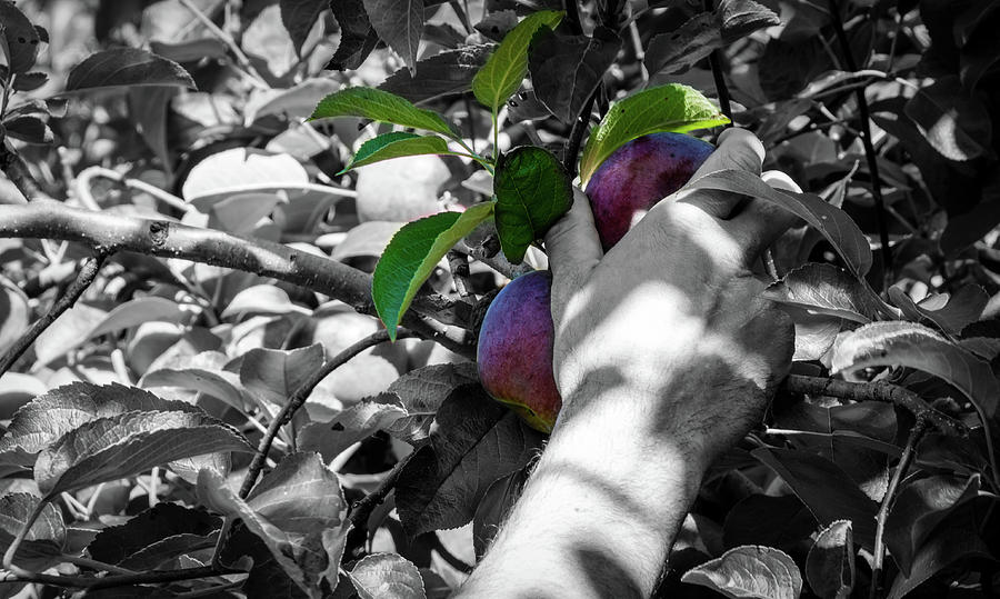 Apple Harvesting Photograph by Deborah Klubertanz