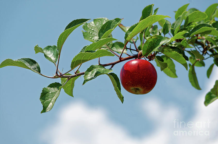 Apple In A Tree Photograph by Paul Mashburn