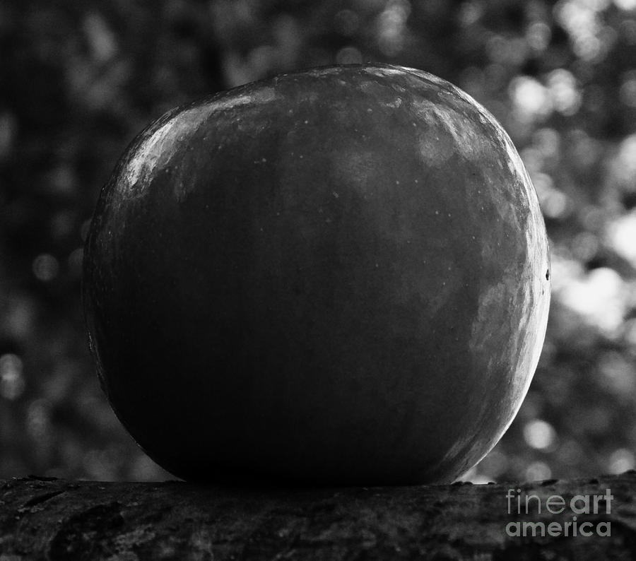 Apple One Photograph by J L Zarek