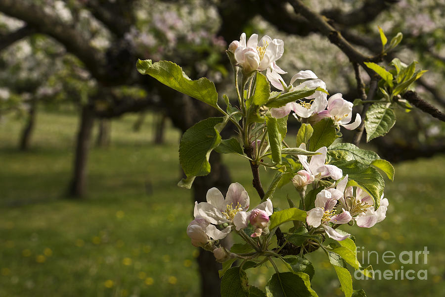 Apple Orchard 1  Photograph by Inge Riis McDonald