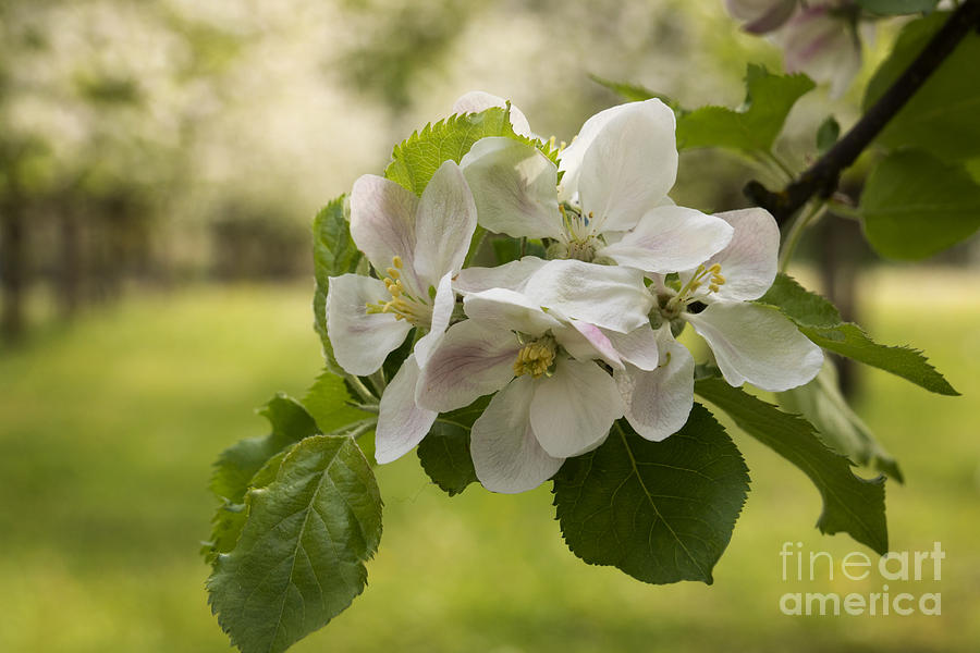 Apple Orchard 2 Photograph by Inge Riis McDonald