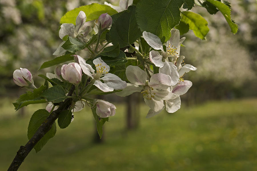 Apple Orchard 3 Photograph by Inge Riis McDonald