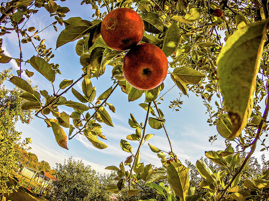 Apple Orchard Farm Photograph by Alex Grichenko