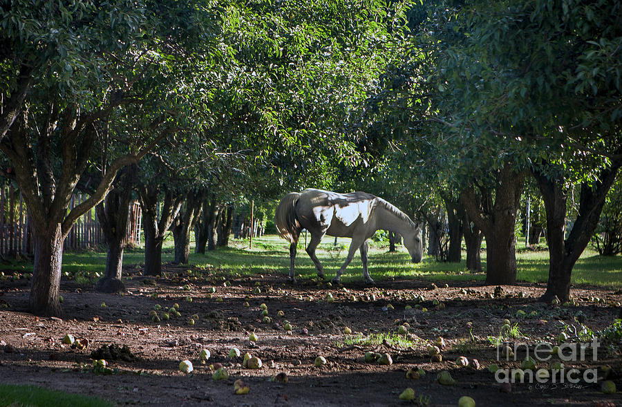 Apple Orchard Horse Photograph by Craig J Satterlee