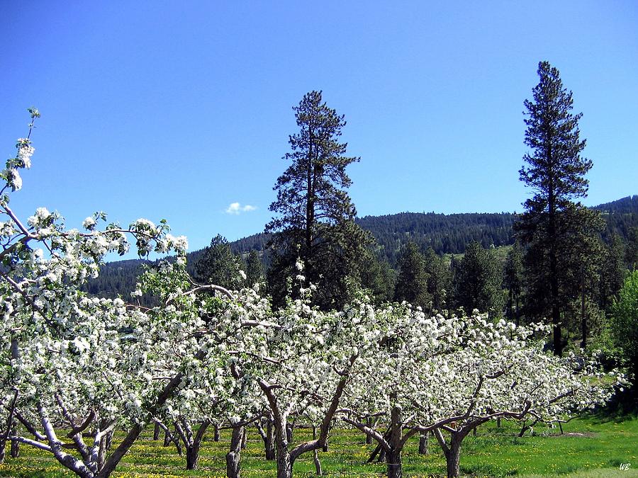 Apple Orchard In Bloom Photograph by Will Borden