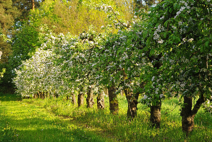 Apple Orchard Photograph by Jaroslaw Grudzinski