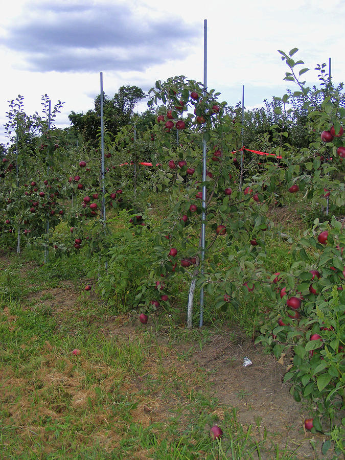 Apple Orchard Photograph by Margie Avellino