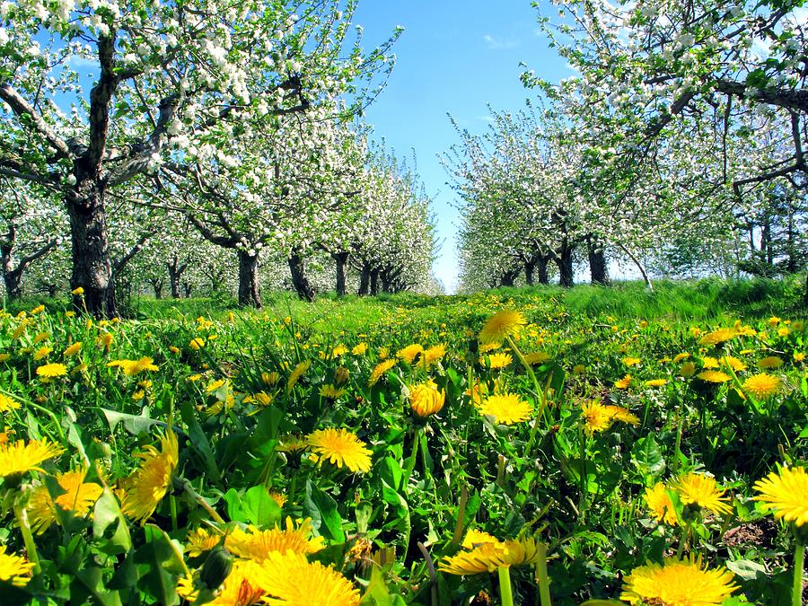 Apple Orchard, Nova Scotia, Annapolis Valley Photograph by Gary Corbett