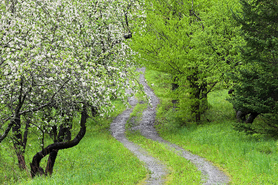 Apple Orchard Path Photograph by Alan L Graham