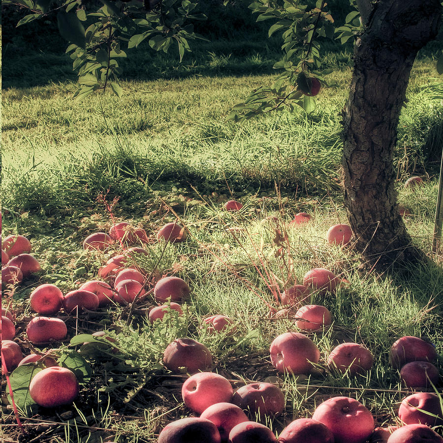 Apple Orchard - Vintage Farmhouse Art Photograph by Joann Vitali