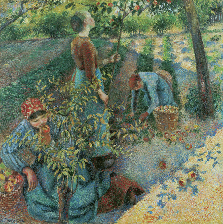 Camille Pissarro Painting - Apple Picking by Camille Pissarro