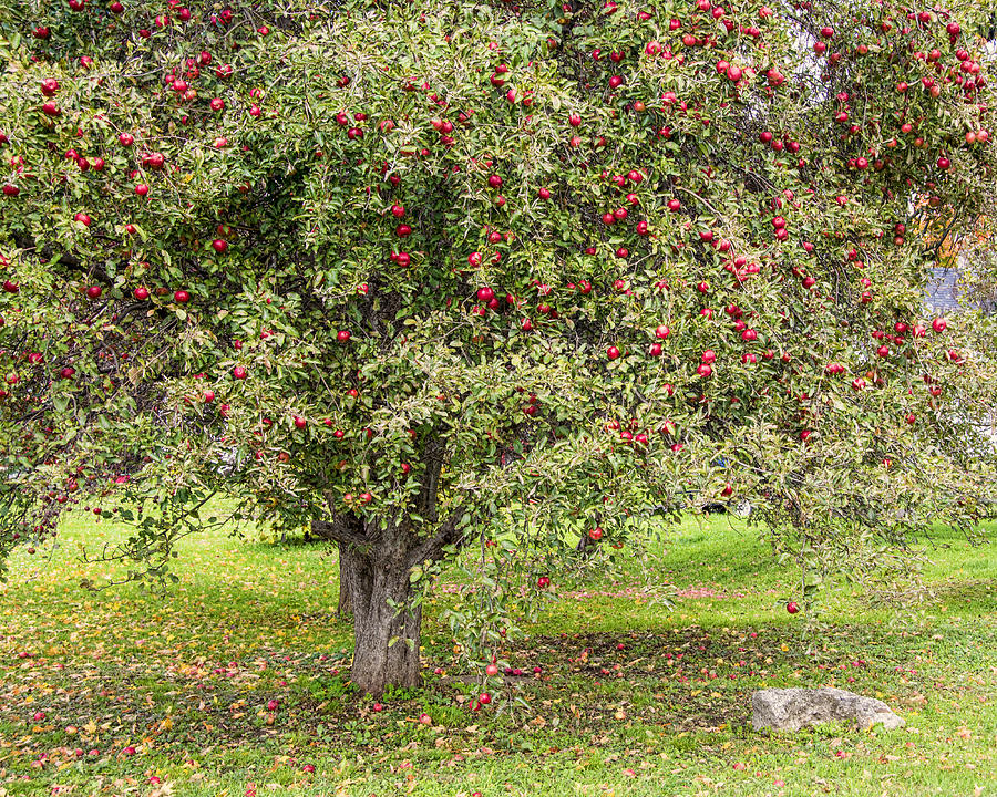 Apple Picking Photograph by Cathy Kovarik