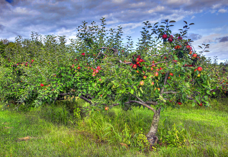 Apple Photograph - Apple pie or Hard cider by David Simons
