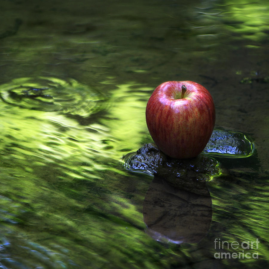 Apple Photograph by Sari Sauls