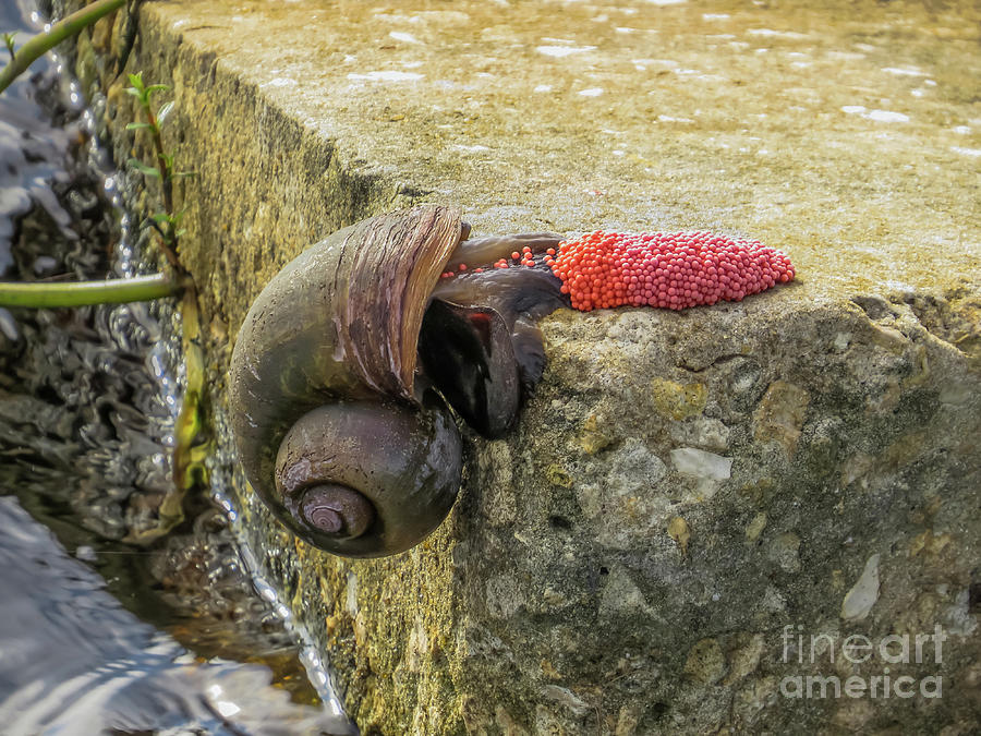Apple snail laying eggs Photograph by Zina Stromberg