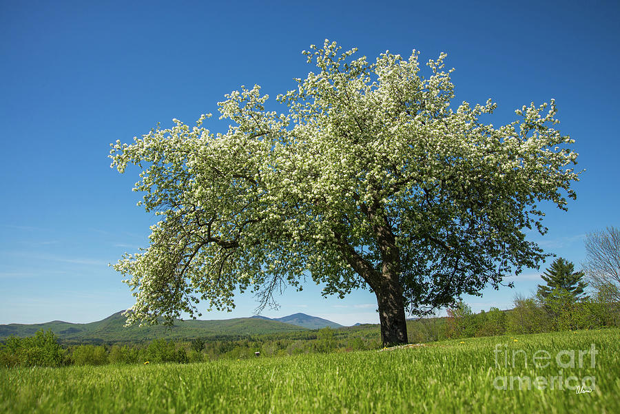 Apple Tree Photograph by Alana Ranney