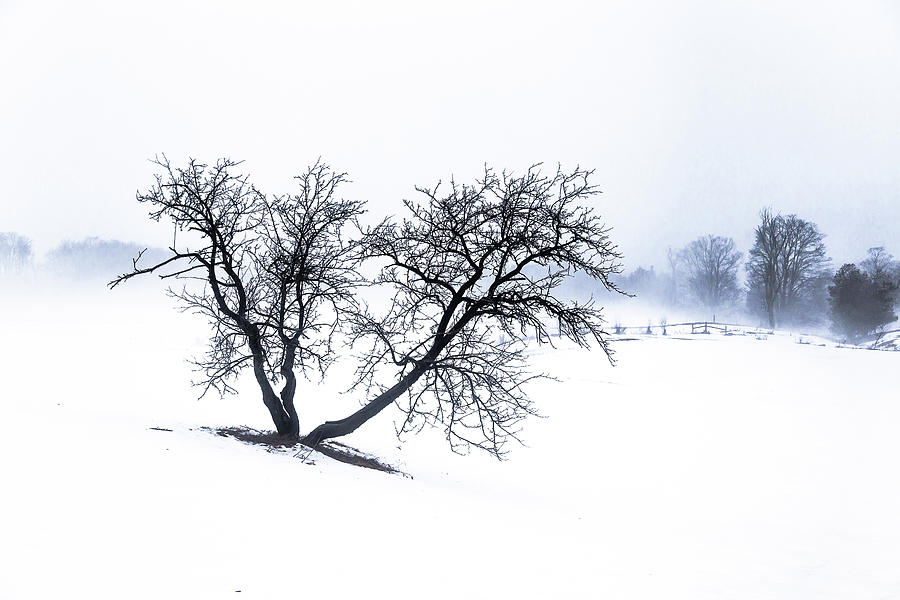 Apple Tree and Winter Fog Photograph by Tim Kirchoff