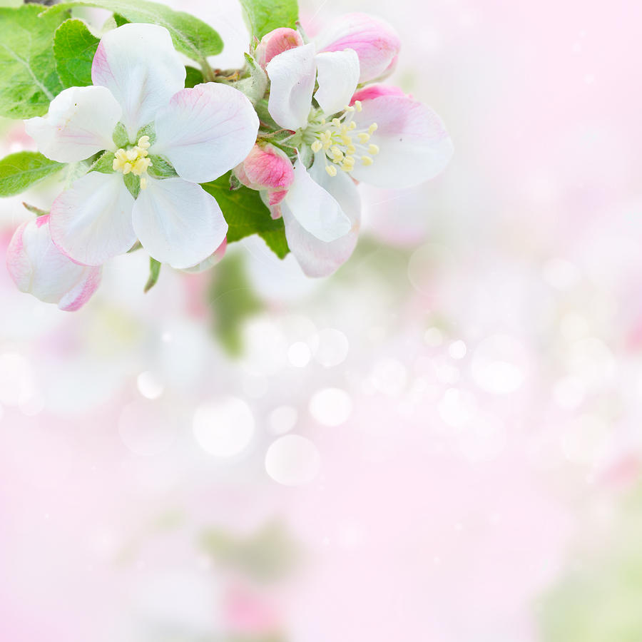 Apple tree Blossom Photograph by Anastasy Yarmolovich