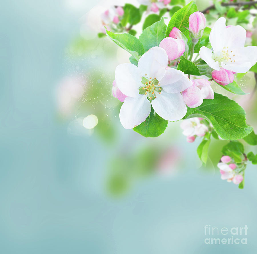 Apple Tree Blossom II Photograph by Anastasy Yarmolovich