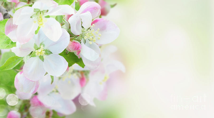 Spring Apple Tree Photograph by Anastasy Yarmolovich