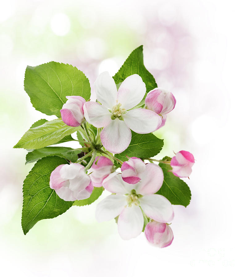 Spring Photograph - Apple Tree Blossom by Svetlana Foote