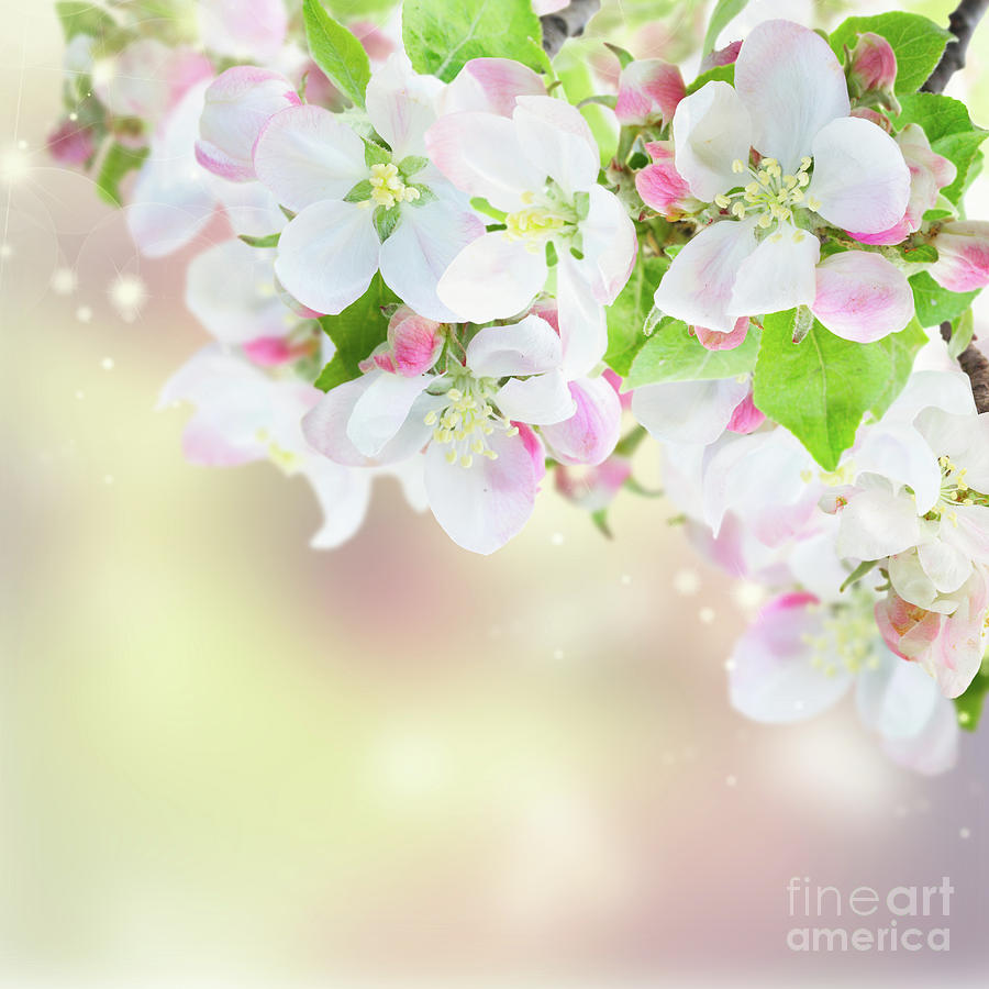 Apple Tree Blossom II #1 Photograph by Anastasy Yarmolovich
