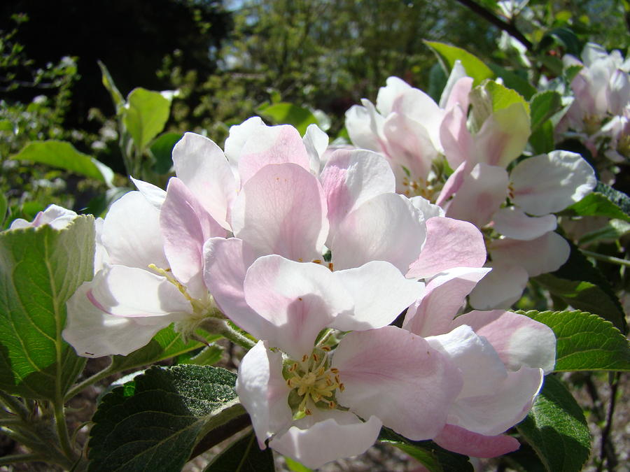 Apple Tree Blossoms Art Prints Baslee Troutman Photograph