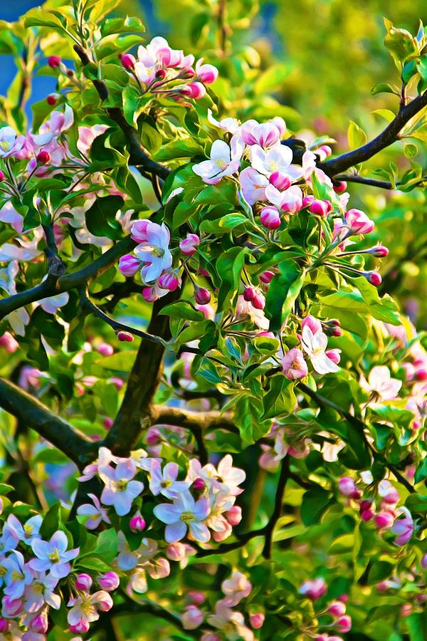 Apple tree blossoms Photograph by Tatiana Travelways