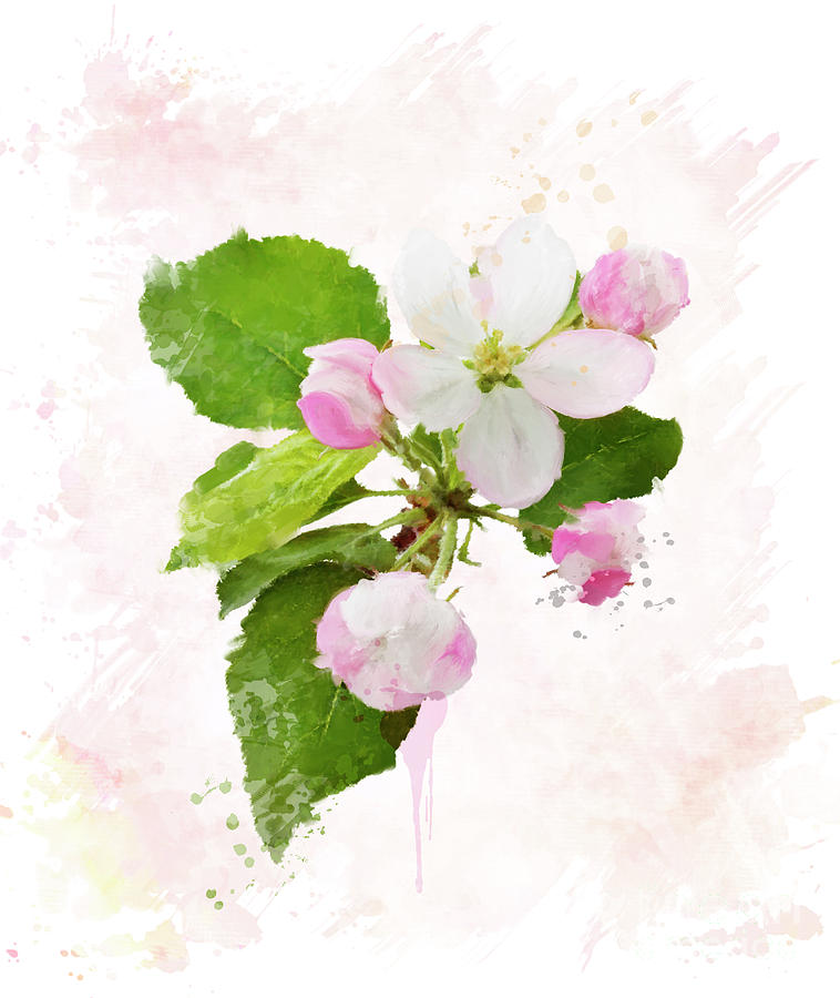 Spring Digital Art - Apple Tree Blossom.Watercolor by Svetlana Foote