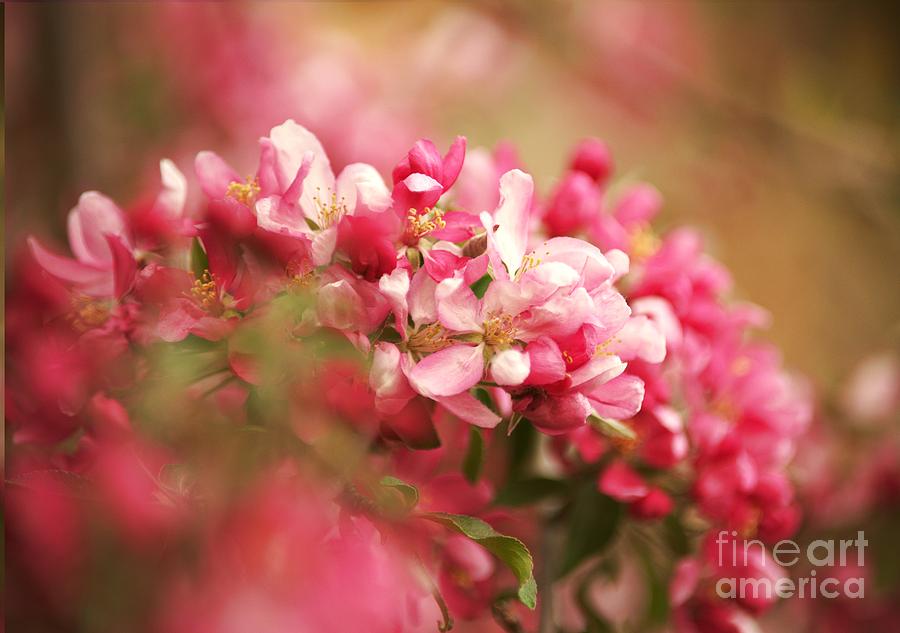 Apple tree flowers in spring Painting by Amalia Suruceanu