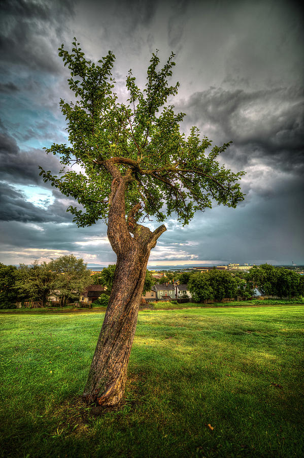 Apple Tree, Hillcrest Park Photograph by Jakub Sisak