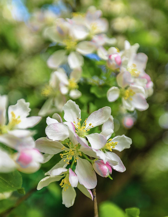 Apple-tree In Bloom Photograph