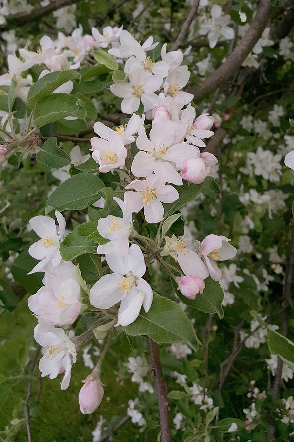 Apple Tree In Bloom Photograph by Tammy Finnegan