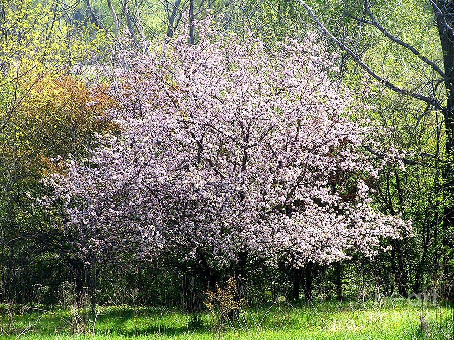 Apple Tree in Blossom Photograph by Conni Schaftenaar