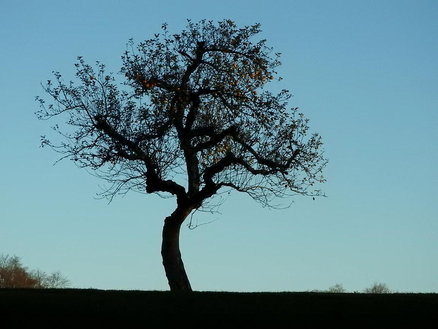 Apple Tree in November Photograph by Ernst Dittmar