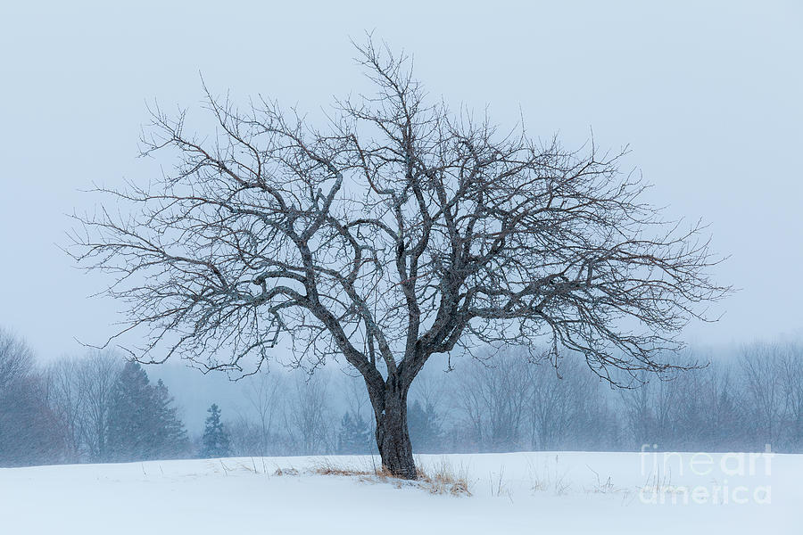 Apple Tree In Snowfall Photograph by Alan L Graham