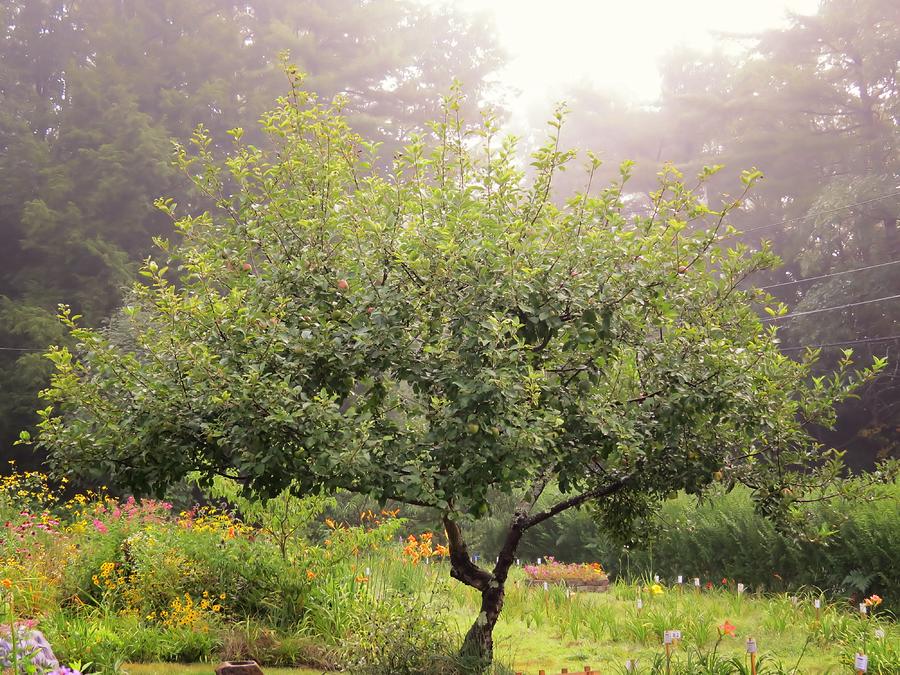 Apple Tree in the Garden Photograph by MTBobbins Photography