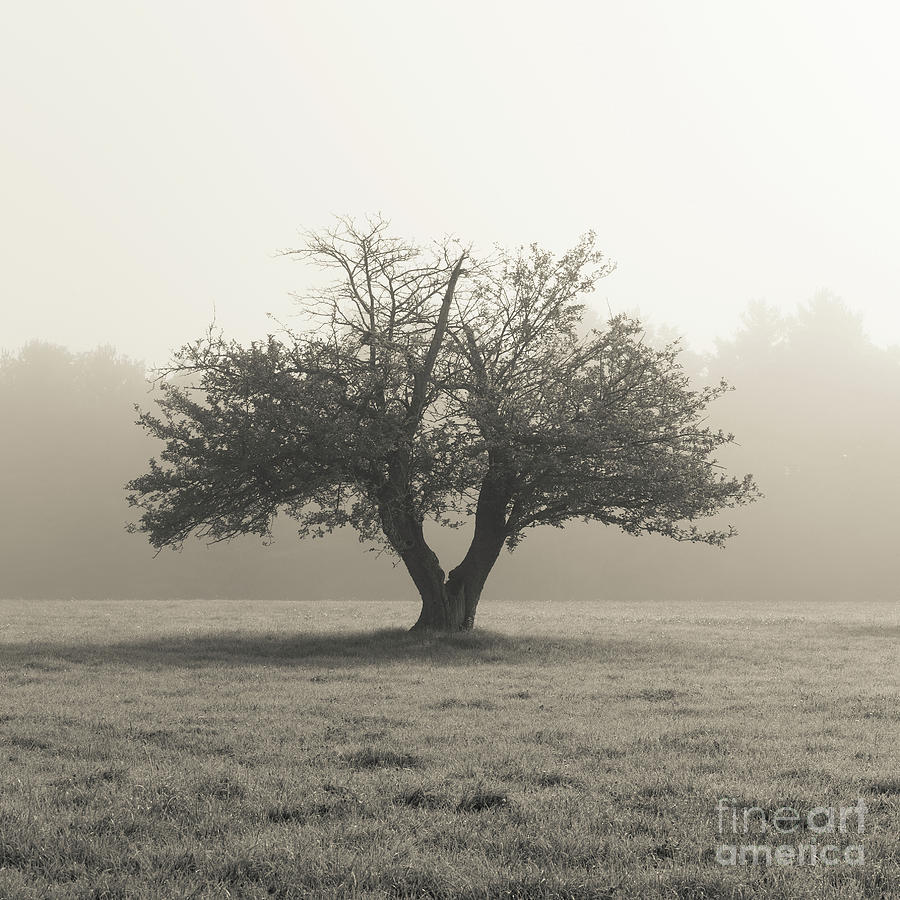 Apple Tree in the Mist Photograph by Edward Fielding