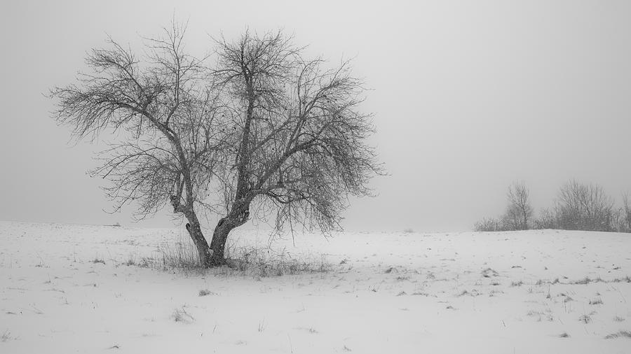 Apple Tree in the Winter Photograph by Edward Myers