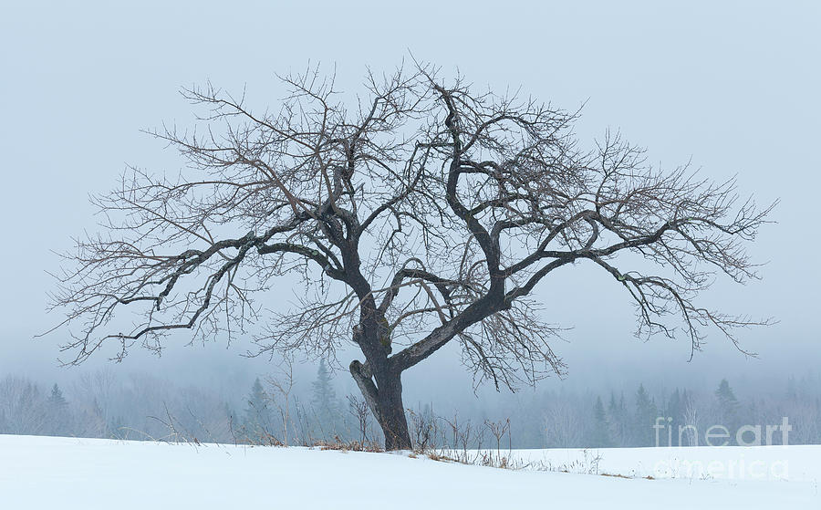 Apple Tree In Winter Fog Photograph by Alan L Graham