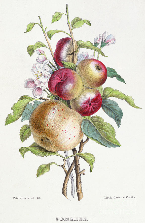 Apple Painting - Apple Tree by JB Pointel du Portail