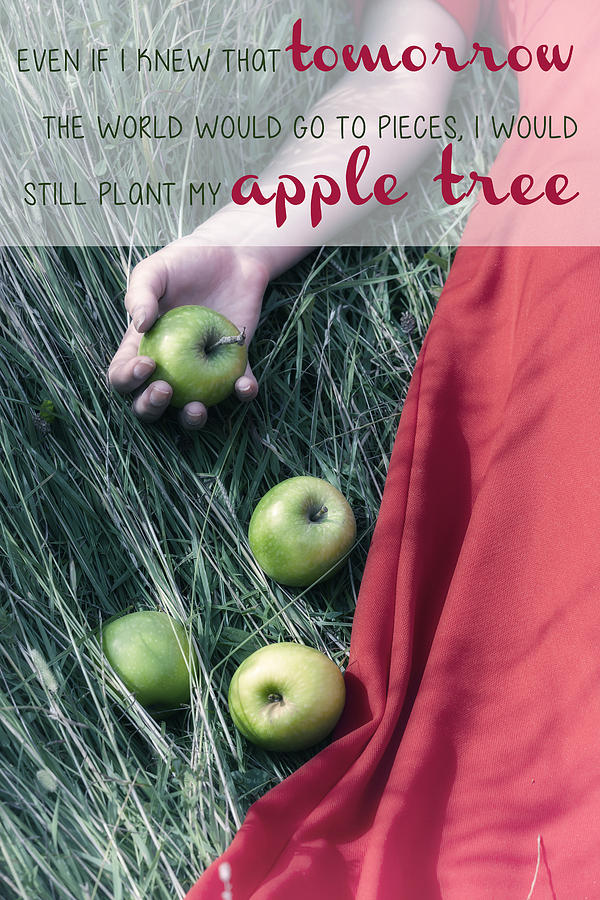 Apple Tree Photograph by Joana Kruse